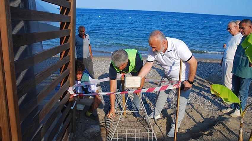 Antalya Kemer'de deniz kaplumbağası yuva sayısı 38'e yükseldi: Lüks otelin sahilini kapatıp demir kafeslerle mühürlediler!