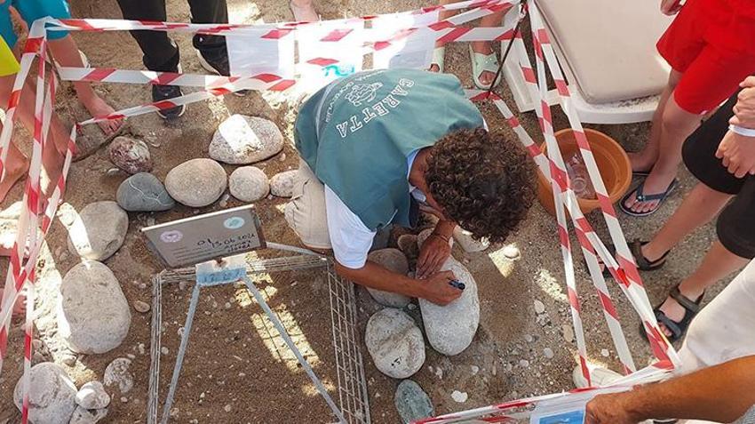 Antalya Kemer'de deniz kaplumbağası yuva sayısı 38'e yükseldi: Lüks otelin sahilini kapatıp demir kafeslerle mühürlediler!