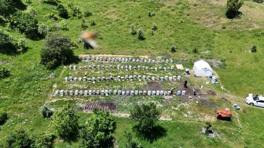 Çukurova'dan sonra Sivas'ta da başladı: Zara’da bu yıl sağım gecikecek ama 1500 ton rekolte bekleniyor!