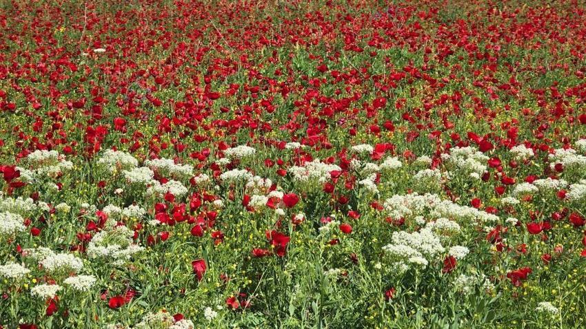 Haziran ortasında şaşırtan görüntü! Aynı gün hem yazı hem kışı yaşıyorlar