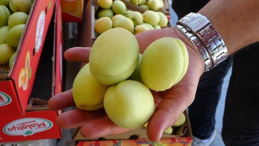 Malatya'nın altın meyvesi tezgâhlara indi! Dalında 80, tezgahta 150 TL'ye satılıyor