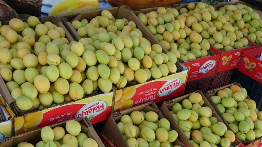 Malatya'nın altın meyvesi tezgâhlara indi! Dalında 80, tezgahta 150 TL'ye satılıyor