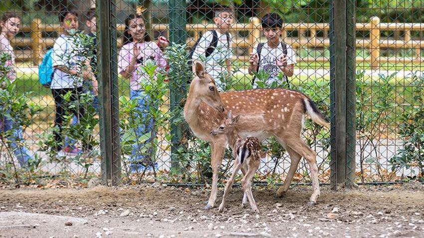 Bursa Hayvanat Bahçesi'nde alageyik ailesine 3 yeni üye katıldı: Sayı 11’e yükseldi