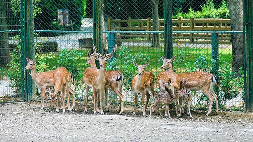 Bursa Hayvanat Bahçesi'nde alageyik ailesine 3 yeni üye katıldı: Sayı 11’e yükseldi