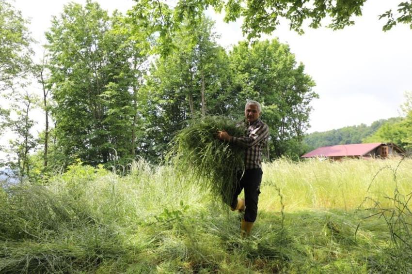 Ordu'da ücretsiz dağıtılmaya başladı! O karışımı yiyen hayvanların sütü çifter çifter artıyor