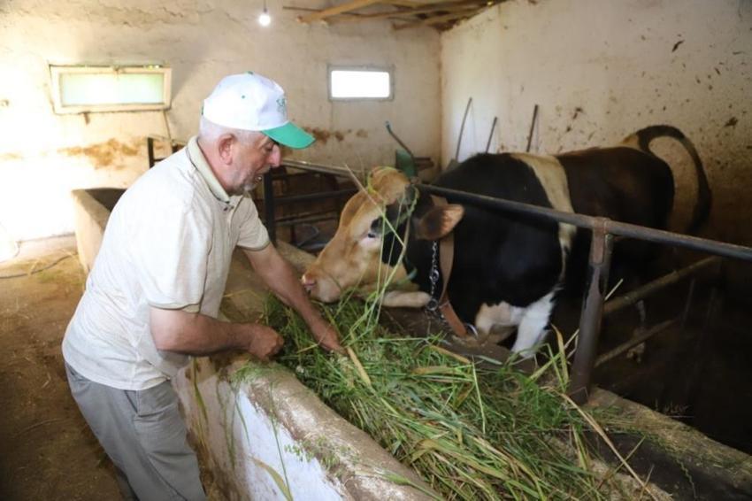 Ordu'da ücretsiz dağıtılmaya başladı! O karışımı yiyen hayvanların sütü çifter çifter artıyor