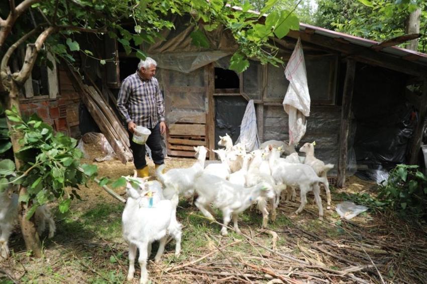 Ordu'da ücretsiz dağıtılmaya başladı! O karışımı yiyen hayvanların sütü çifter çifter artıyor