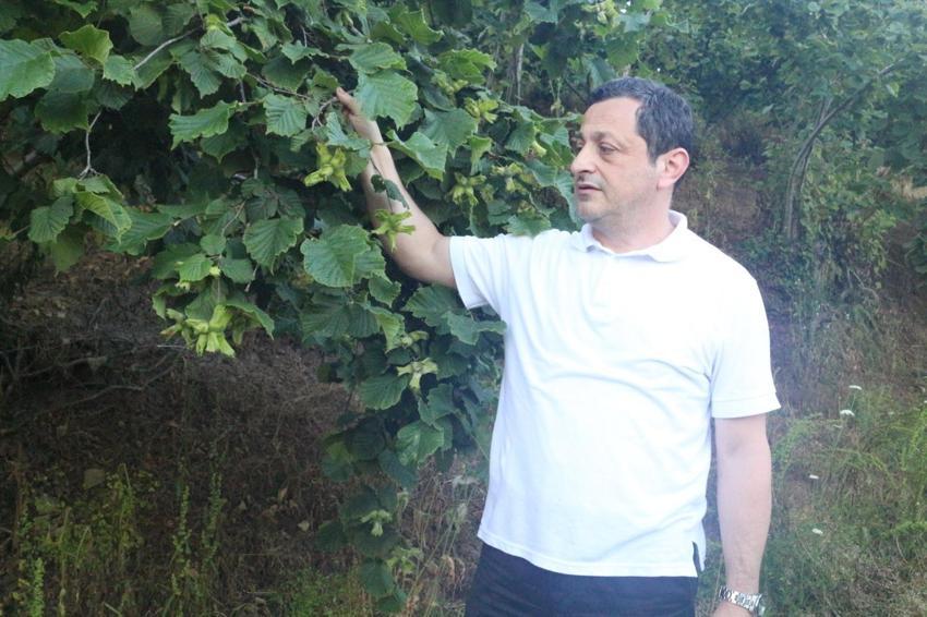 Fındık üreticisine bir müjde bir de uyarı geldi! Rekolte umudu yüksek, kokarca riski ise sürüyor