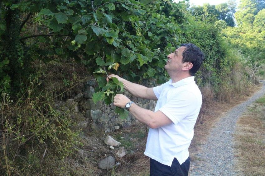 Fındık üreticisine bir müjde bir de uyarı geldi! Rekolte umudu yüksek, kokarca riski ise sürüyor