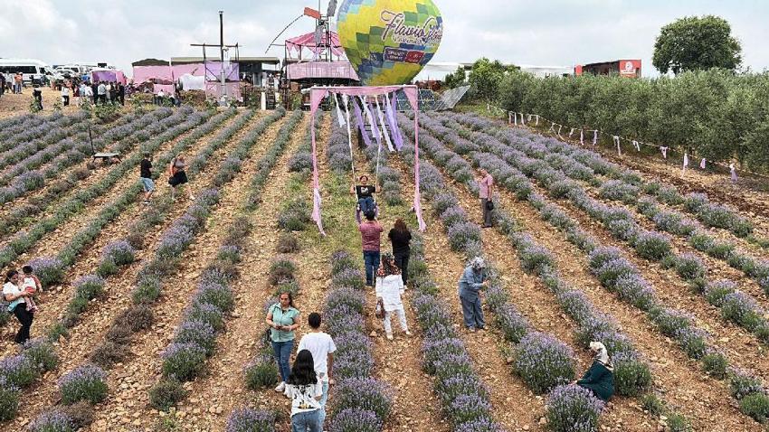 Mis kokulu mor lavantaların arasında renkli festival