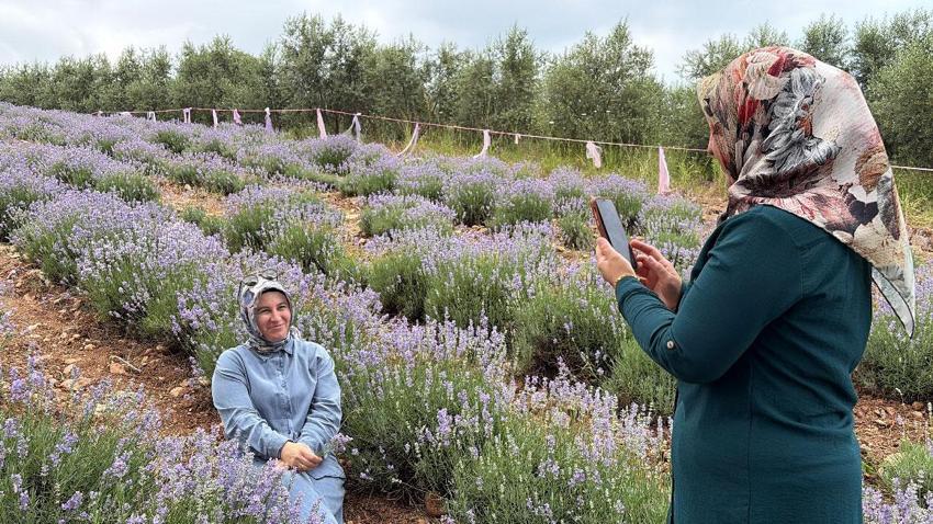 Mis kokulu mor lavantaların arasında renkli festival