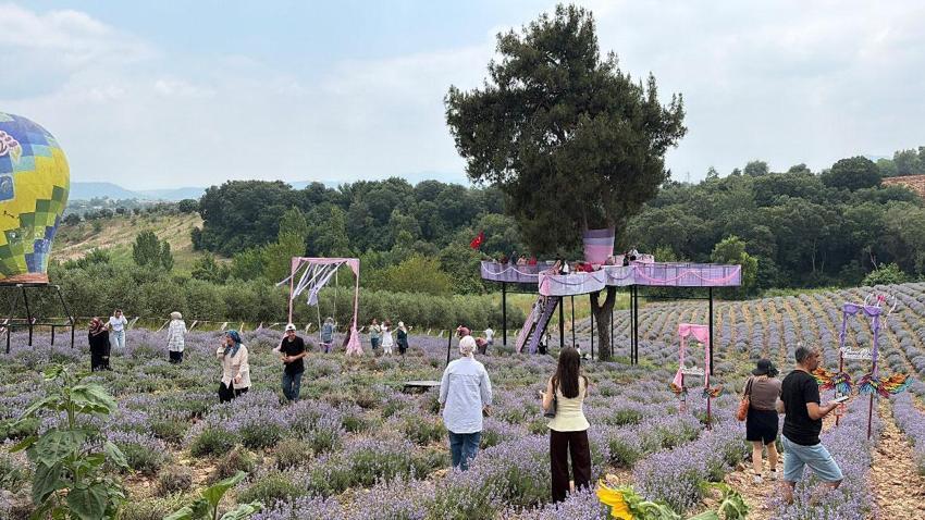 Mis kokulu mor lavantaların arasında renkli festival