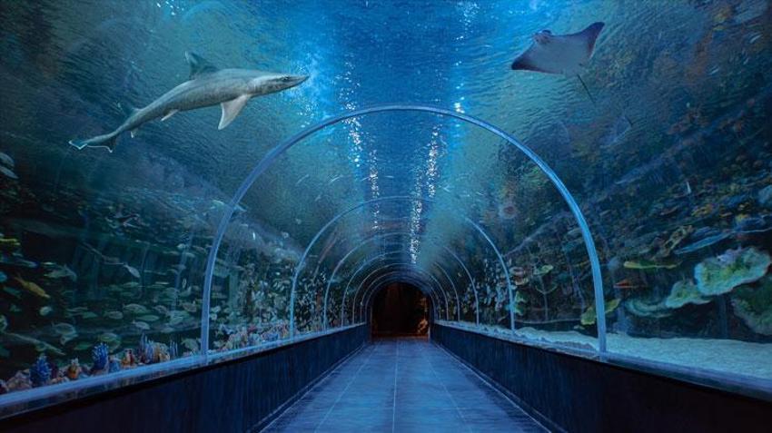 Kıtaların su altı dünyası Kocaeli’de 700 milyon liralık yatırımla buluştu