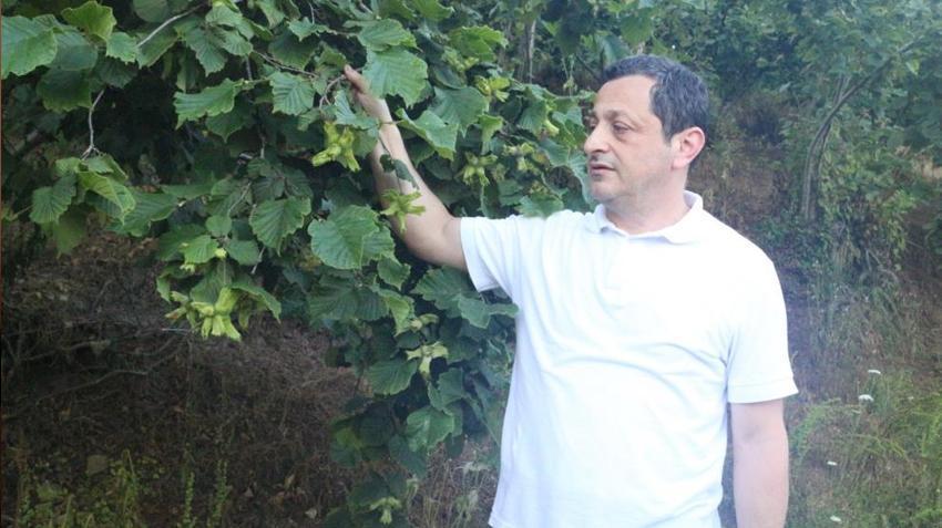 Karadeniz'de kabus! Giresun'da başladı, üreticiler tedirgin: Ciddi ürün kayıpları yaşanabilir
