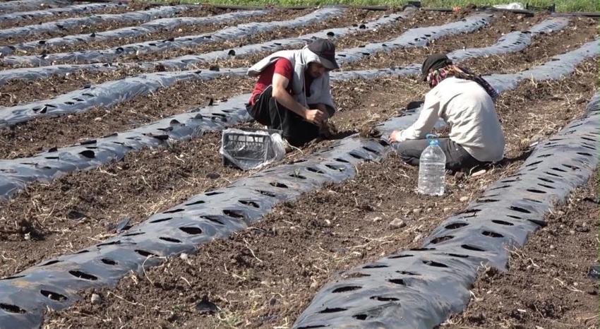 Ağrı'da %75 hibeli 300 bin çilek fidesi dağıtıldı