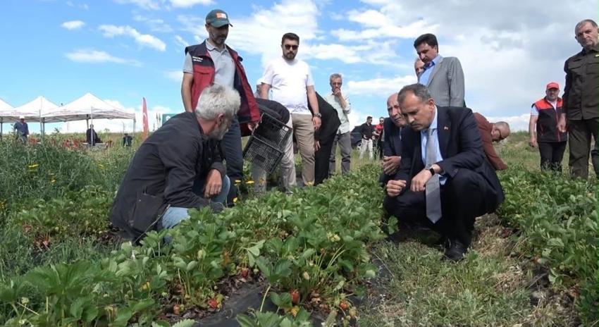 Ağrı'da %75 hibeli 300 bin çilek fidesi dağıtıldı