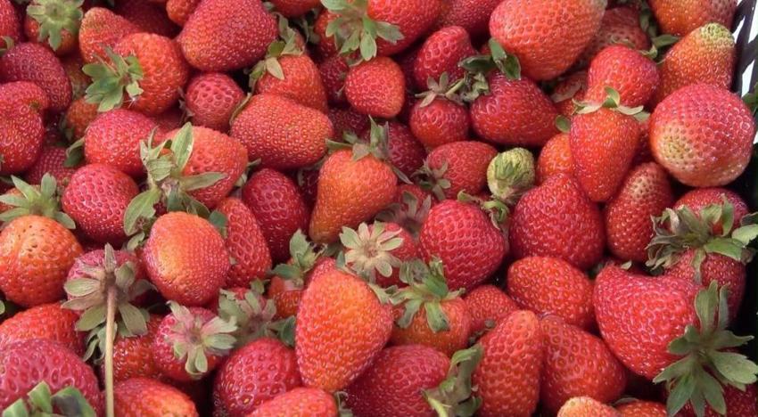 Ağrı'da %75 hibeli 300 bin çilek fidesi dağıtıldı