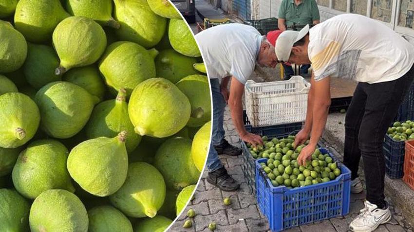 İncirde altın dokunuş günleri: Kilogramı 300 liraya ulaştı! Marmara Bölgesi bile sıraya girdi, Bozdoğan’dan kapış kapış gidiyor