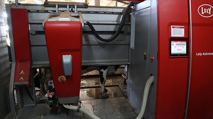 Hayvancılıkta işçi bulamayan girişimci çözümü buldu: İneklere kimse dokunmuyor, canı isteyen kendi gidip sağılıyor