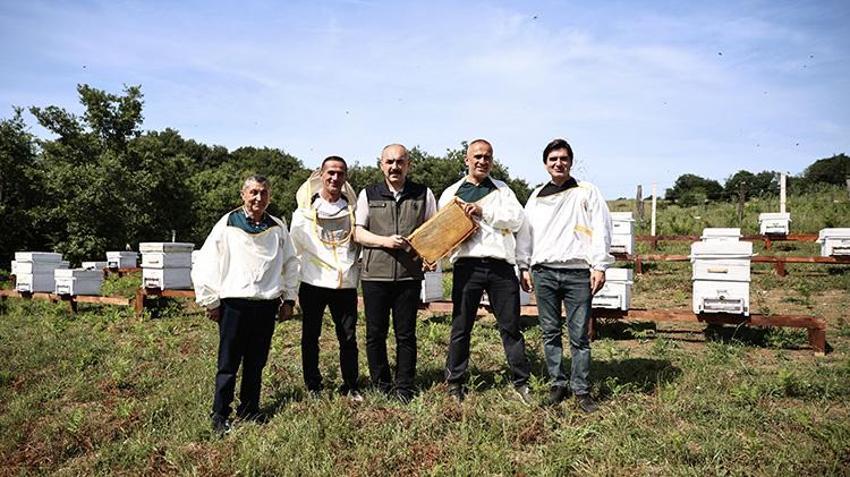 Dönümü hesaplandı, 17 bin kovanlık dev yatırım resmen başladı: Sinop'ta ormanlara o bitkiler dikildi, balın aroması değişiyor!