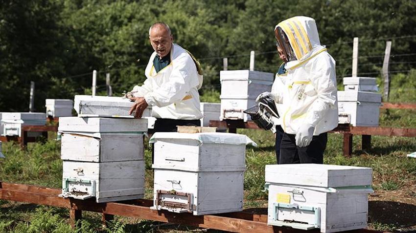 Dönümü hesaplandı, 17 bin kovanlık dev yatırım resmen başladı: Sinop'ta ormanlara o bitkiler dikildi, balın aroması değişiyor!