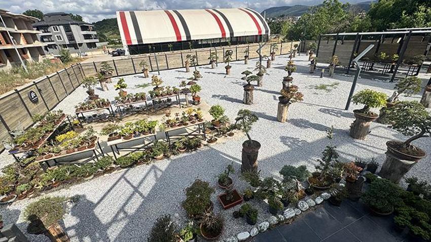 Dünyanın en küçük hasadı: Yalova’da avuç içi kadar ağaçtan kova kova meyve topladılar!