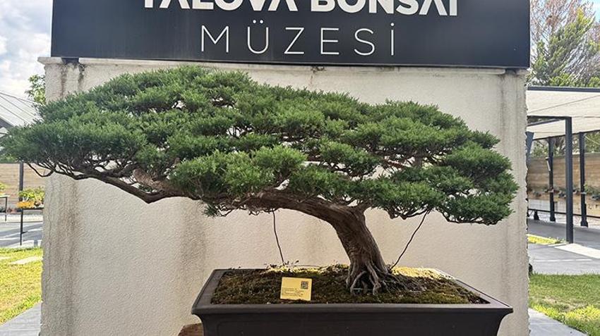 Dünyanın en küçük hasadı: Yalova’da avuç içi kadar ağaçtan kova kova meyve topladılar!