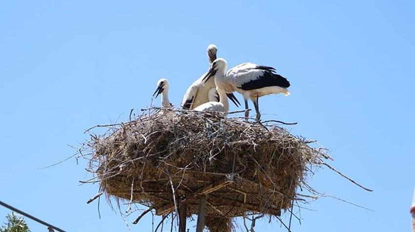 Karakavak'ta leylek festivali: Doğal hayatın korunması ve ekoturizme katkısı olacak