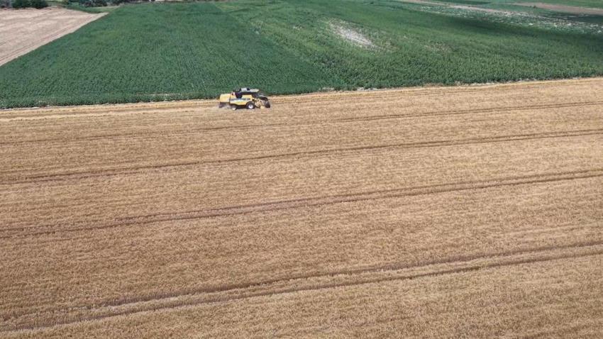 Tekirdağ'da hasat başladı! Yağışlar bereket getirdi, üreticinin yüzü gülüyor