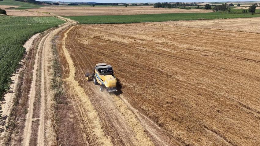Tekirdağ'da hasat başladı! Yağışlar bereket getirdi, üreticinin yüzü gülüyor