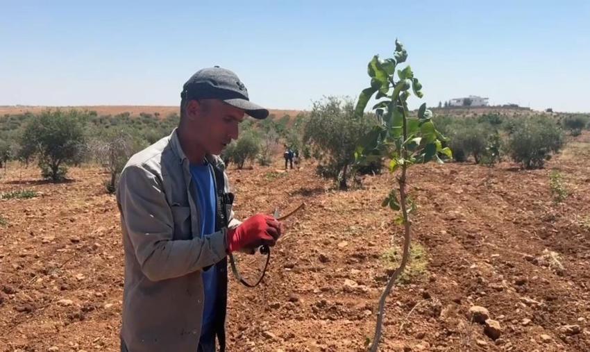 Şanlıurfa'da aşılama dönemi başladı: Her tarlada yapılıyor