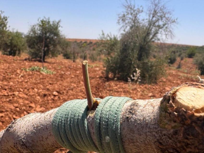 Şanlıurfa'da aşılama dönemi başladı: Her tarlada yapılıyor