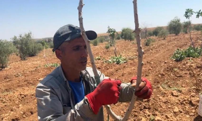 Şanlıurfa'da aşılama dönemi başladı: Her tarlada yapılıyor