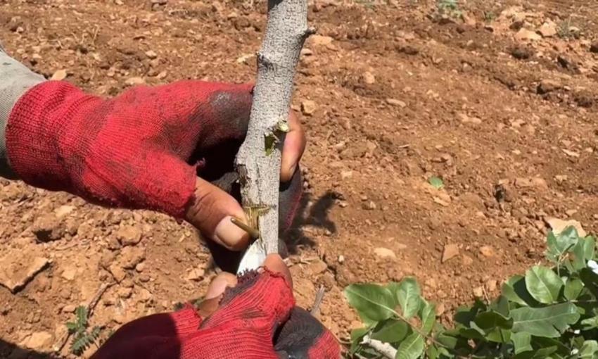 Şanlıurfa'da aşılama dönemi başladı: Her tarlada yapılıyor