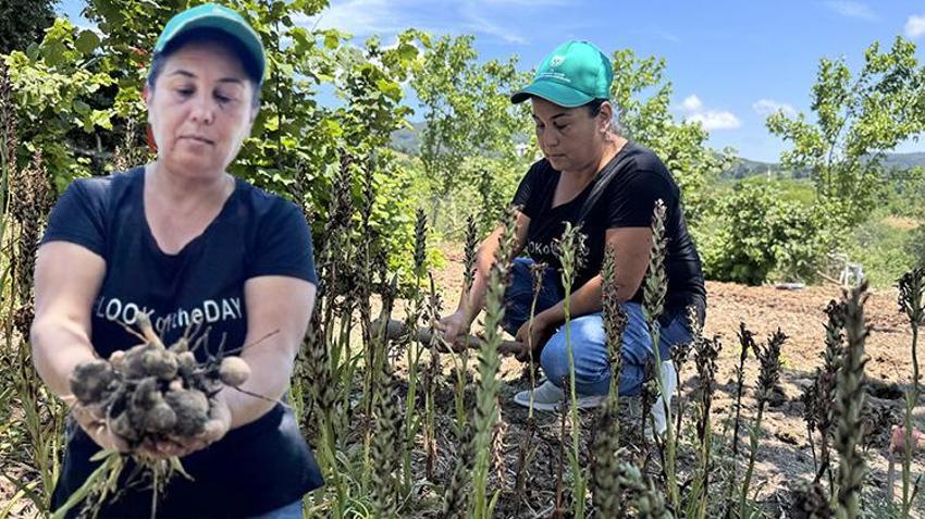 Sağlık çalışanıydı, emekli olup o işe girdi: Özel izinle toprağa gömdü, şimdi servet kazanıyor!