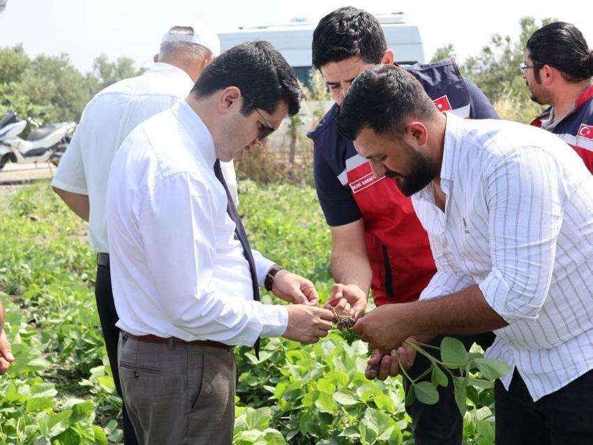Hatay’da ilk kez denendi! Üreticiye yeni gelir kapısı olacak: O üründe hasat heyecanı