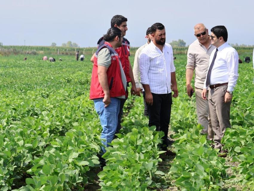 Hatay’da ilk kez denendi! Üreticiye yeni gelir kapısı olacak: O üründe hasat heyecanı