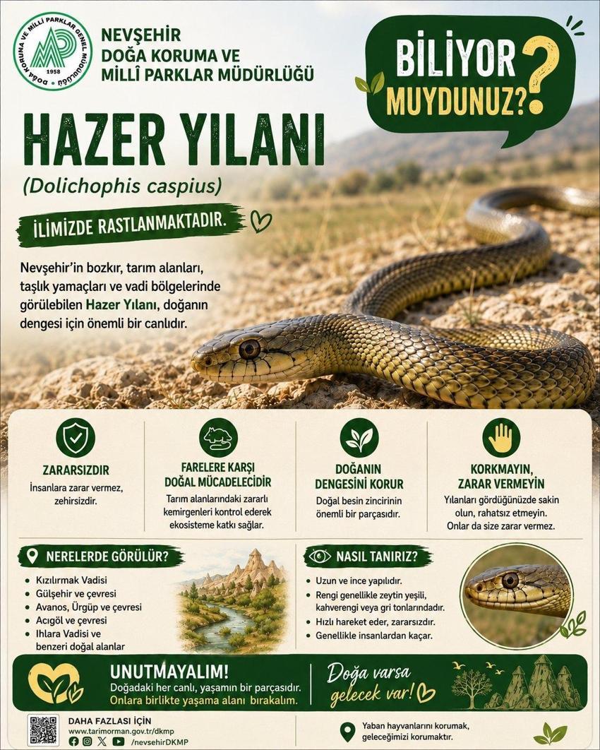 Hazer Yılanı zehirli mi? Nevşehir'den kritik uyarı geldi: Sakın zarar vermeyin! Hazer Yılanı nerede yaşar?