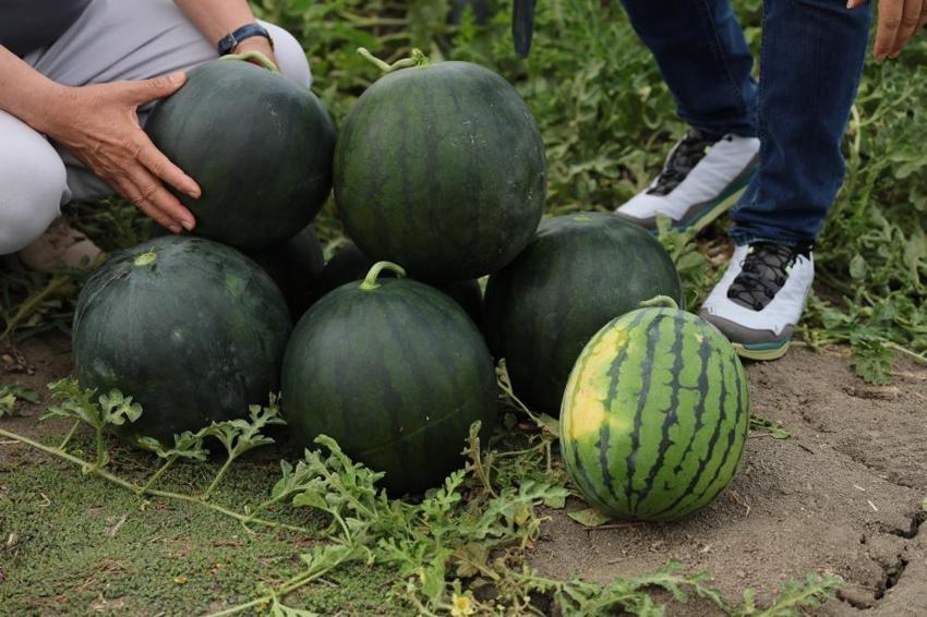 Adana'da 3 yılın ardından ilk kez ekildi! Tarlada kilosu 30 lira: Gören şaşırıyor, tadan vazgeçemiyor