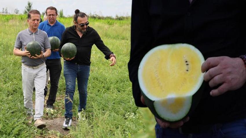 Adana'da 3 yılın ardından ilk kez ekildi! Tarlada kilosu 30 lira: Gören şaşırıyor, tadan vazgeçemiyor