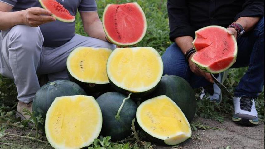 Adana'da 3 yılın ardından ilk kez ekildi! Tarlada kilosu 30 lira: Gören şaşırıyor, tadan vazgeçemiyor