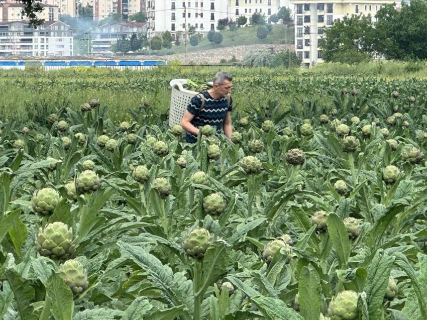 Coğrafi işaretli Hasanağa enginarında çember resmen daralıyor: Lüks konutlar ve fabrikalar arasında son hasat mesaisi!