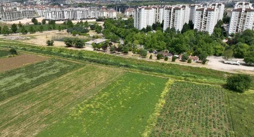 Coğrafi işaretli Hasanağa enginarında çember resmen daralıyor: Lüks konutlar ve fabrikalar arasında son hasat mesaisi!