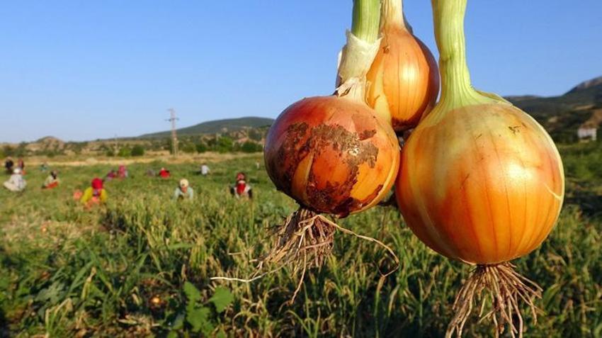 Geçen yıl çürümeye terk edilmişti, bu yıl kapış kapış gidiyor! Tarlada fiyatlar katlandı: Çiftçinin yüzü gülüyor