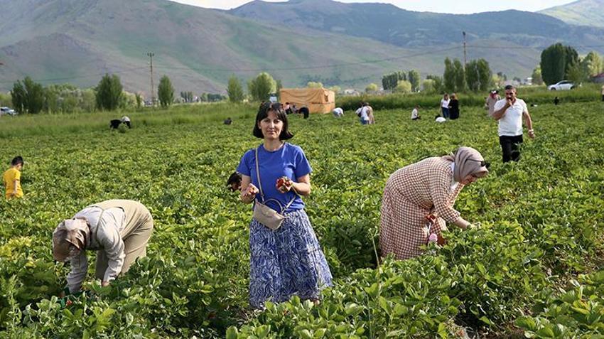 Muşlu çiftçi devlet desteğiyle kurduğu 50 bin fideli tarlayı cennete çevirdi: Tarlaya giren çıkamıyor, topladığı kadarını tartıp götürüyor!