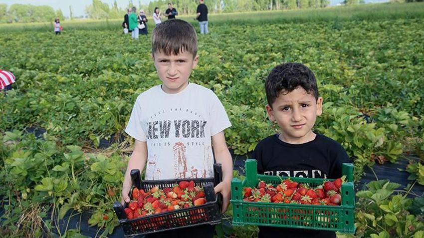 Muşlu çiftçi devlet desteğiyle kurduğu 50 bin fideli tarlayı cennete çevirdi: Tarlaya giren çıkamıyor, topladığı kadarını tartıp götürüyor!