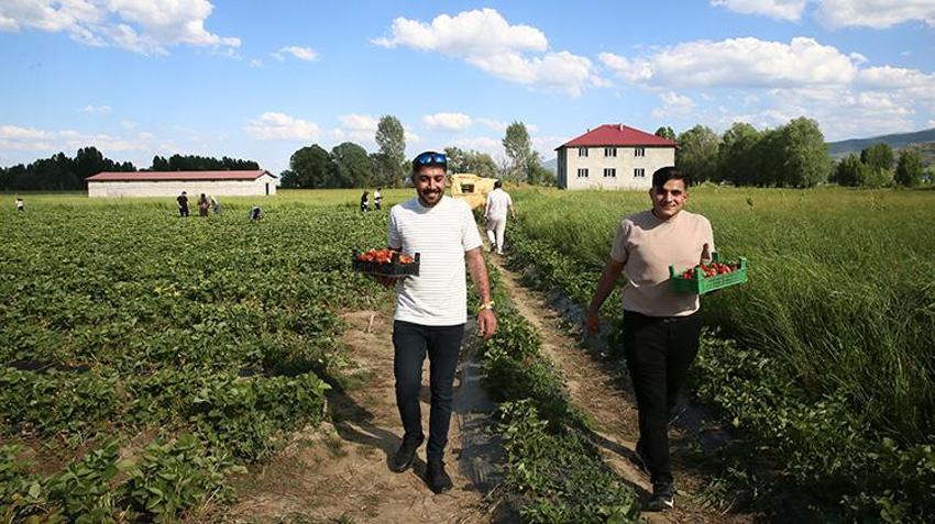 Muşlu çiftçi devlet desteğiyle kurduğu 50 bin fideli tarlayı cennete çevirdi: Tarlaya giren çıkamıyor, topladığı kadarını tartıp götürüyor!