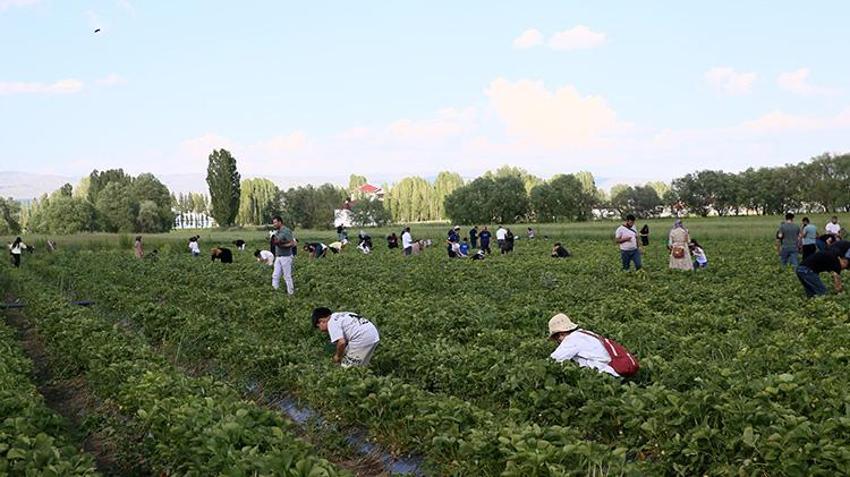 Muşlu çiftçi devlet desteğiyle kurduğu 50 bin fideli tarlayı cennete çevirdi: Tarlaya giren çıkamıyor, topladığı kadarını tartıp götürüyor!