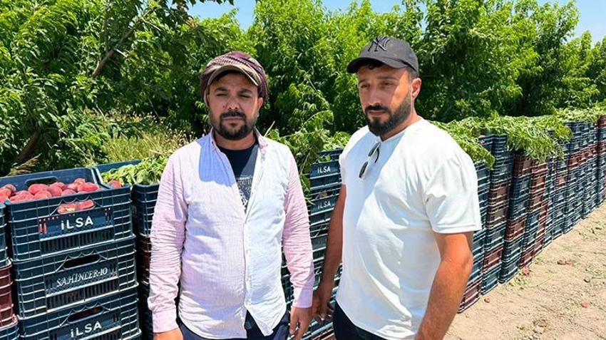 Üretici kan ağlıyor, aracı kazanıyor! Hatay'da şeftali bahçede 15 TL, pazarda 60 TL: 4 katlık dev uçurum!