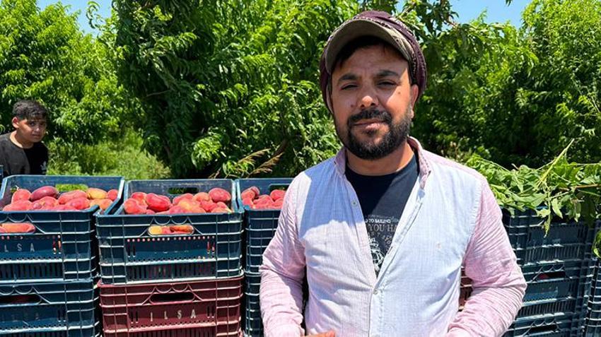 Üretici kan ağlıyor, aracı kazanıyor! Hatay'da şeftali bahçede 15 TL, pazarda 60 TL: 4 katlık dev uçurum!